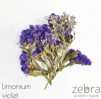 Набор сухоцветов для заливки в смолу Limonium Violet